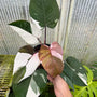 x5 Philodendron - Red Anderson - Variegated - Wholesale
