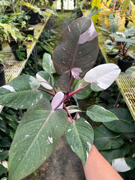 x5 Philodendron - Red Anderson - Variegated - Wholesale