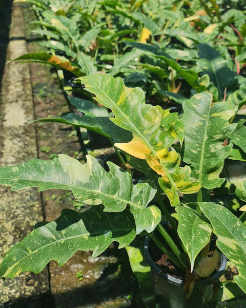 x10 Philodendron - Ring of Fire - Variegated - Wholesale