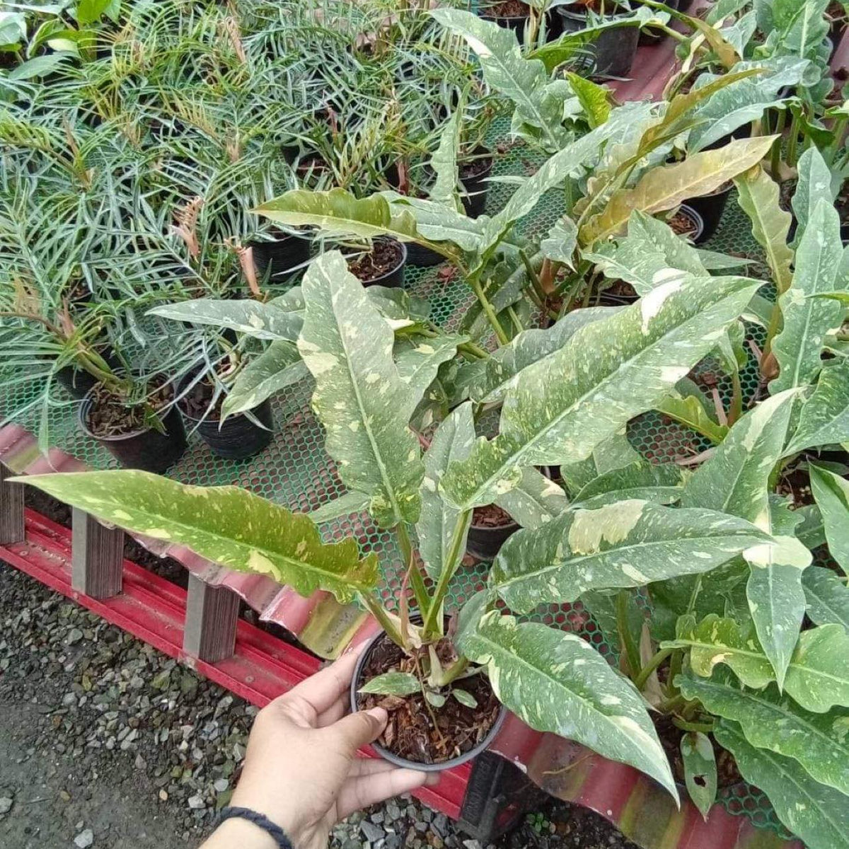 x10 Philodendron - Ring of Fire - Variegated - Wholesale
