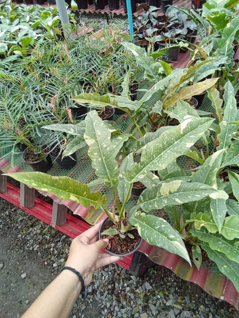 x10 Philodendron - Ring of Fire - Variegated - Wholesale