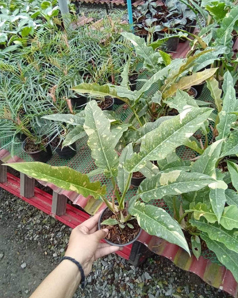 x10 Philodendron - Ring of Fire LG - Variegated - Wholesale