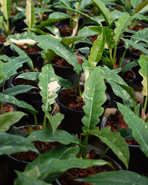 Philodendron - Ring of Fire - Variegated - Wholesale
