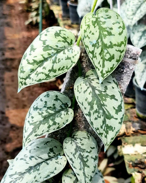 x10 Scindapsus - Silver Lady - Variegated - Wholesale