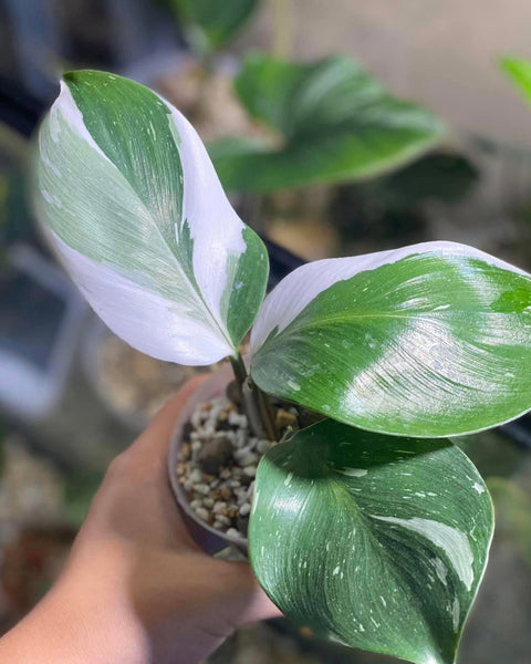 x10 Philodendron - White Knight - Variegated - Wholesale