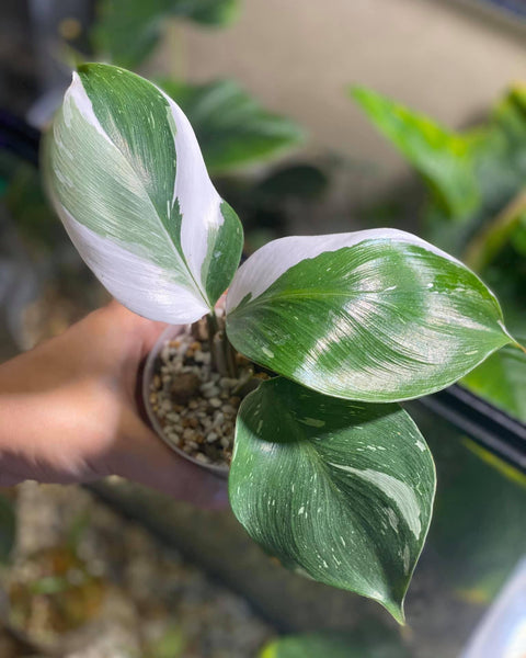 x10 Philodendron - White Knight - Variegated - Wholesale