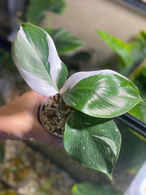 x10 Philodendron - White Knight - Variegated - Wholesale