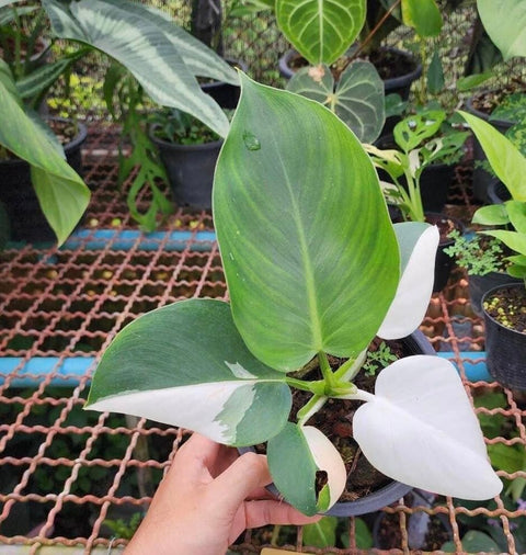 x10 Philodendron - White Wizard - Variegated - Wholesale