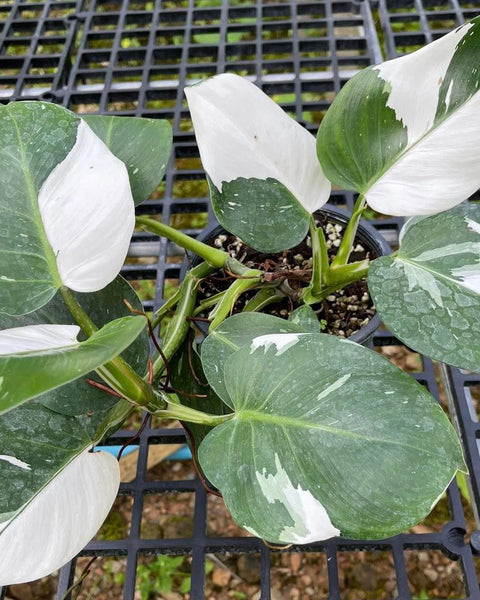 x10 Philodendron - White Wizard - Variegated - Wholesale