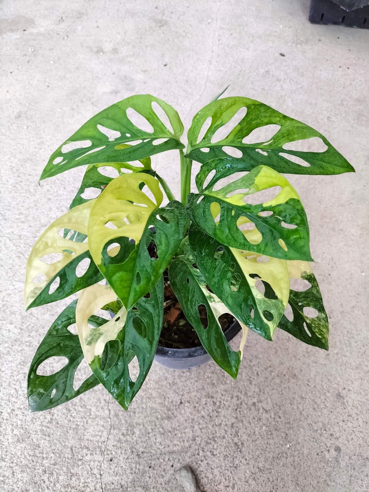 monstera adansonii aurea price Monstera Adansoniii Aurea - Variegated