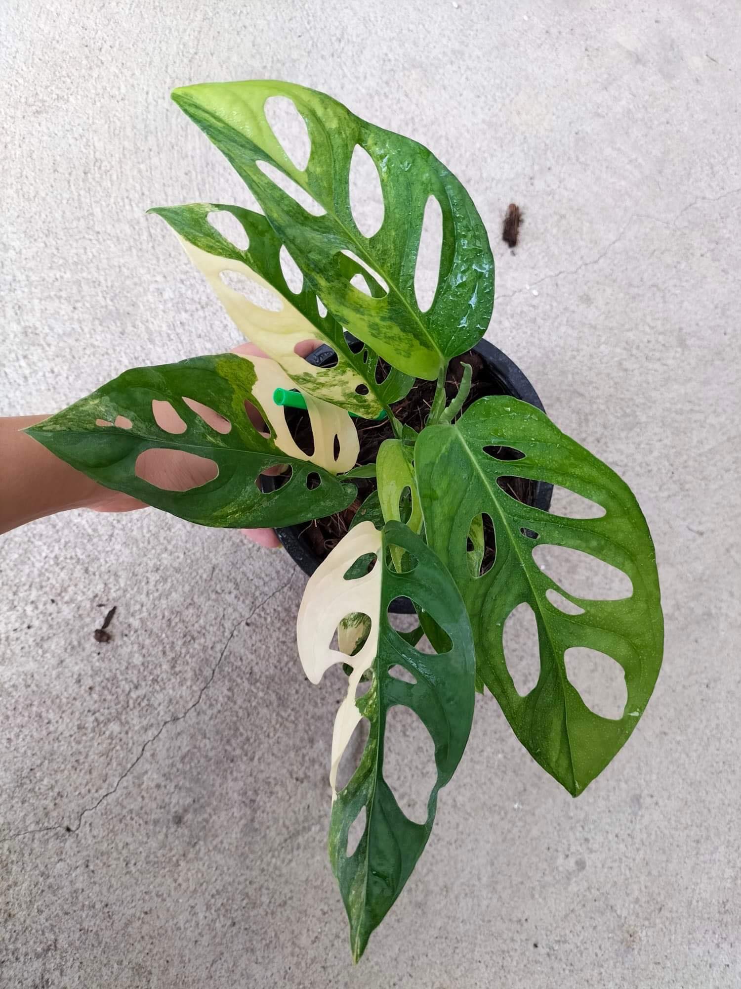 monstera adansonii wholesale Monstera Adansoniii Aurea - Variegated