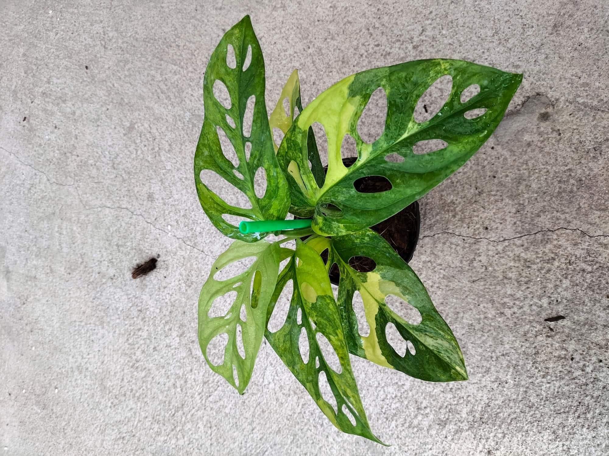 monstera adansonii wholesale Monstera Adansoniii Aurea - Variegated