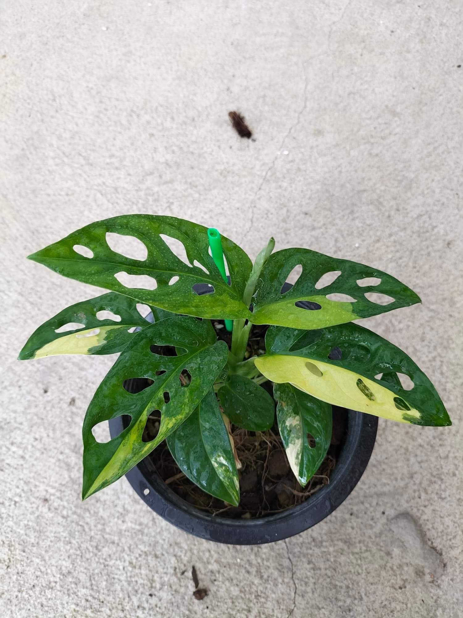 monstera adansonii aurea price Monstera Adansoniii Aurea - Variegated