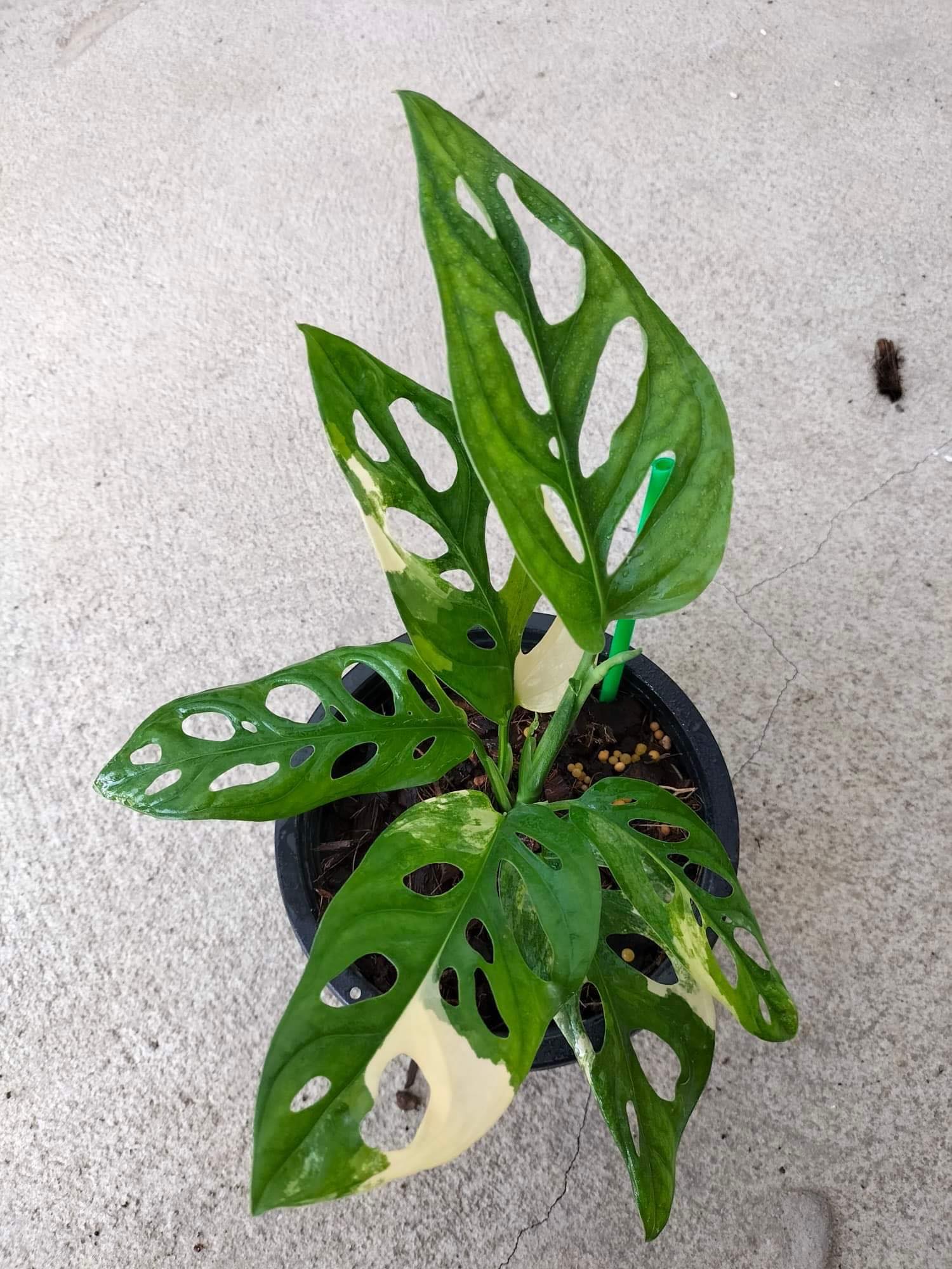 monstera adansonii variegata ebay Monstera Adansoniii Aurea - Variegated
