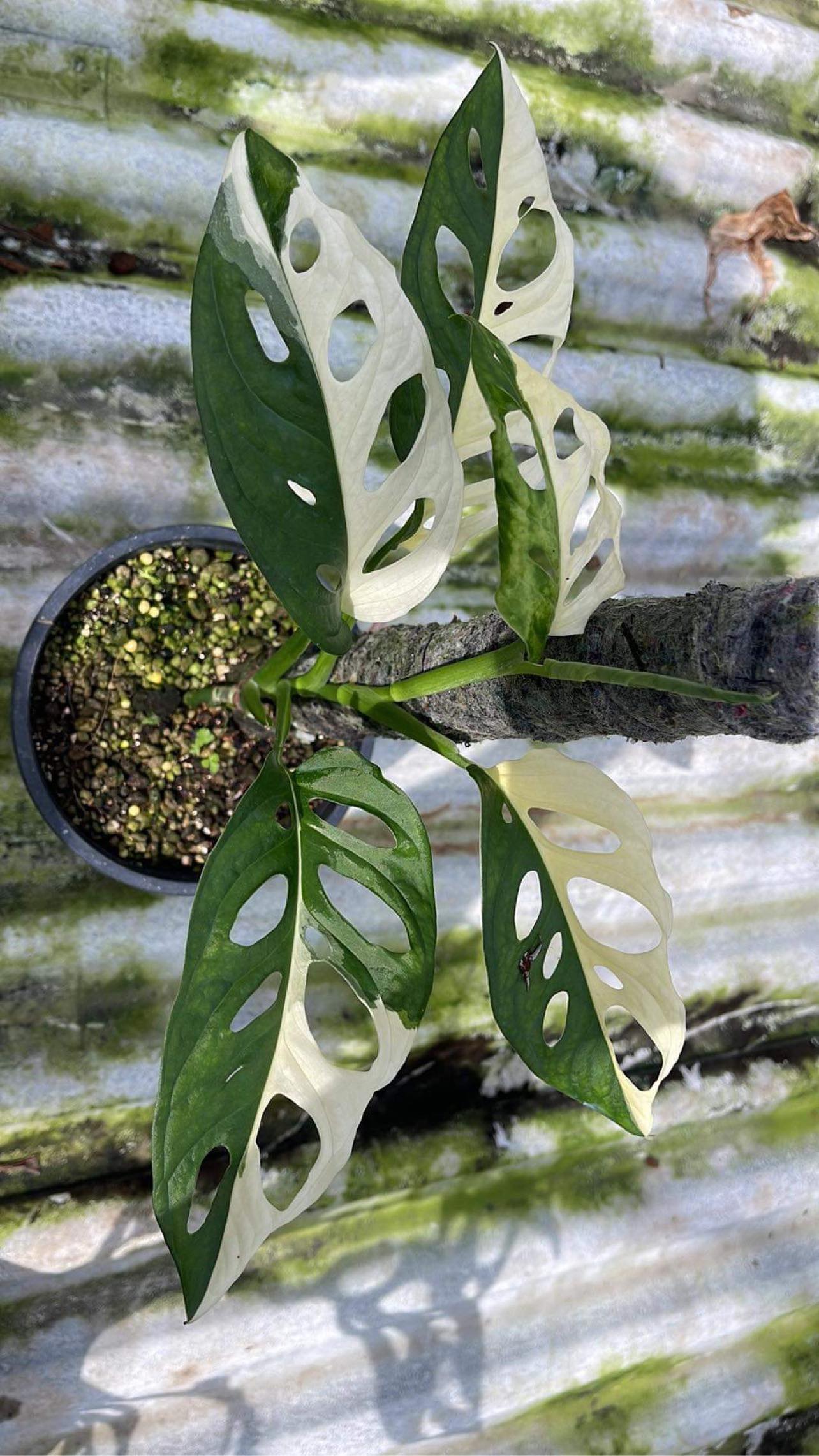 x10 Monstera Adansonii - White - Variegated - Wholesale