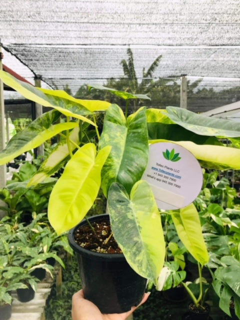 x10 Philodendron - Burle Marx - Variegated - Wholesale
