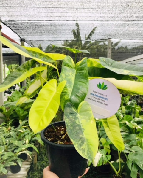 x10 Philodendron - Burle Marx - Variegated - Wholesale