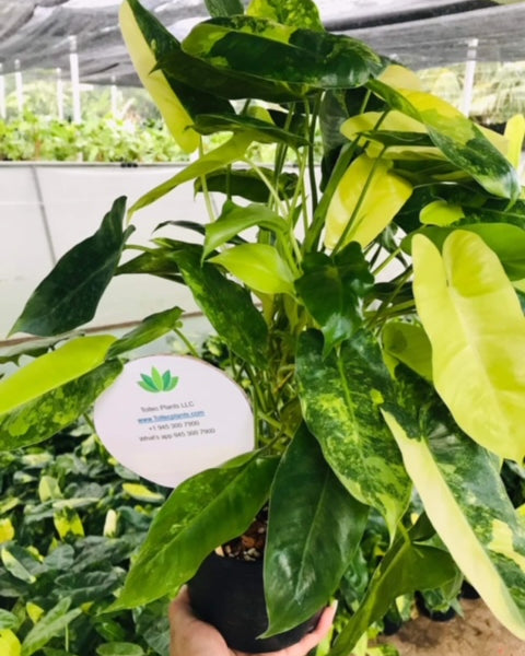 Philodendron - Burle Marx - Variegated - Wholesale