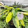 x10 Philodendron - Burle Marx - Variegated - Wholesale