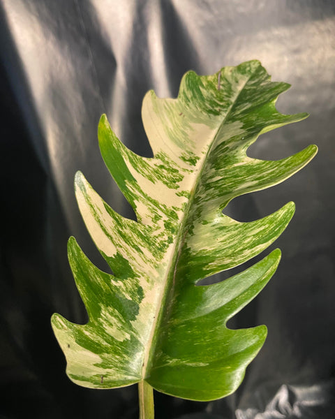 Philodendron - Caramel Marble