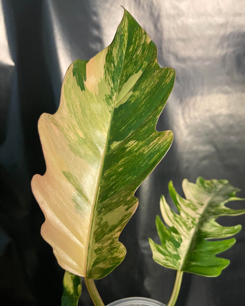 Philodendron - Caramel Marble