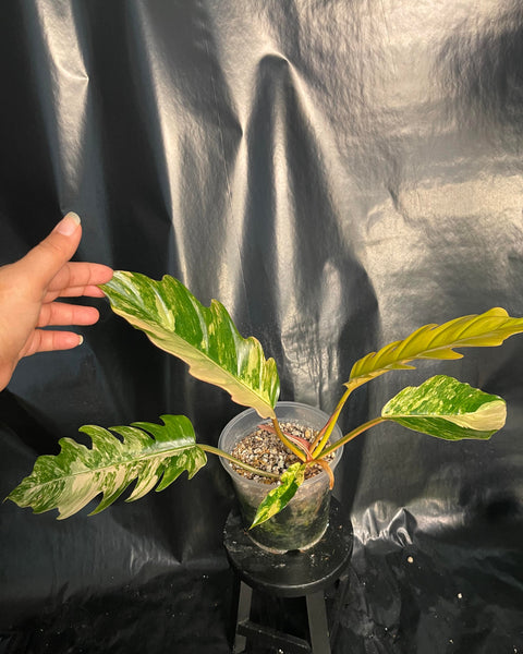 Philodendron - Caramel Marble