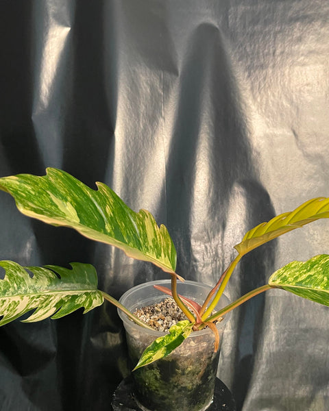 Philodendron - Caramel Marble