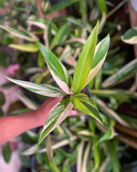 Epipremnum - Amplissimum - Variegated - Wholesale