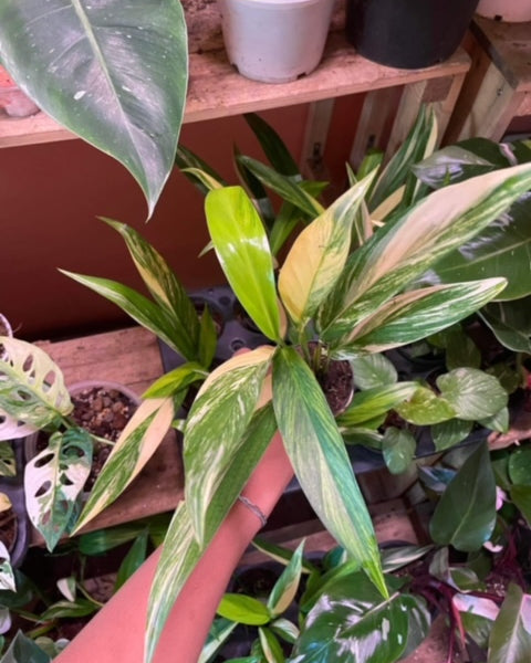Epipremnum - Amplissimum - Variegated - Wholesale