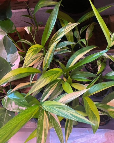 Epipremnum - Amplissimum - Variegated - Wholesale