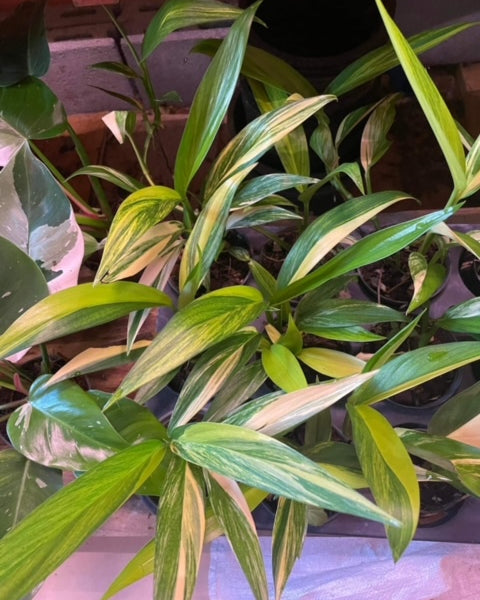 x10 Epipremnum - Amplissimum - Variegated - Wholesale