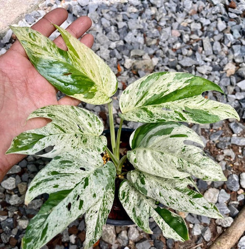 x10 Epipremnum - Marble - Variegated - Wholesale