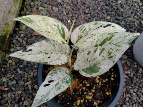 10x Epipremnum Pinnatum Marble Variegated wholesale 3-4 leaves