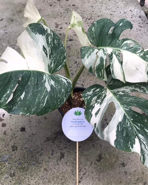 Monstera - Albo - 3-4 Leaf - Variegated - Wholesale