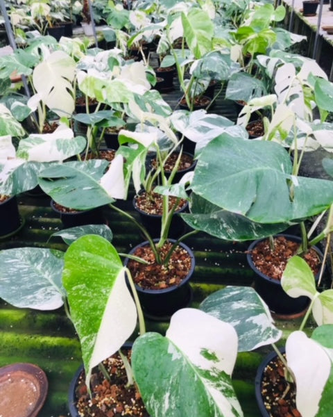 Monstera - Albo - 3-4 Leaf - Variegated - Wholesale