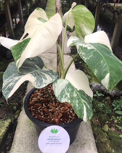 x5 Monstera - Albo - 3-4 Leaf - Variegated - Wholesale