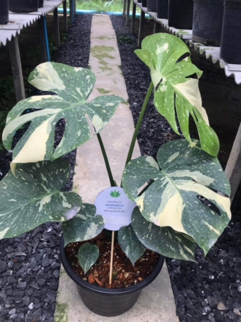 x10 Monstera - Thai Constellation - Variegated - Wholesale