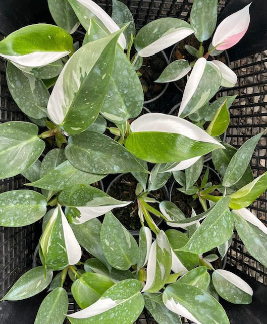 x10 Philodendron - White Princess - Variegated - Wholesale