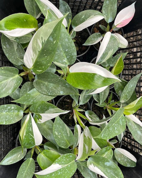 x10 Philodendron - White Princess - Variegated - Wholesale