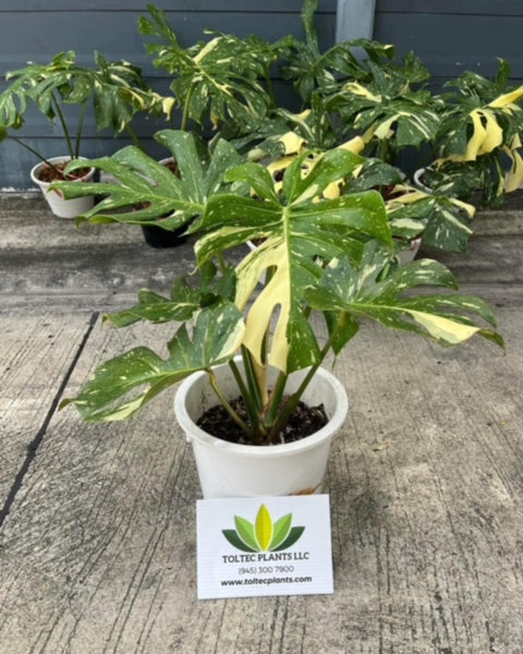 Monstera Thai Constellation - Variegated - Large Plant - Wholesale
