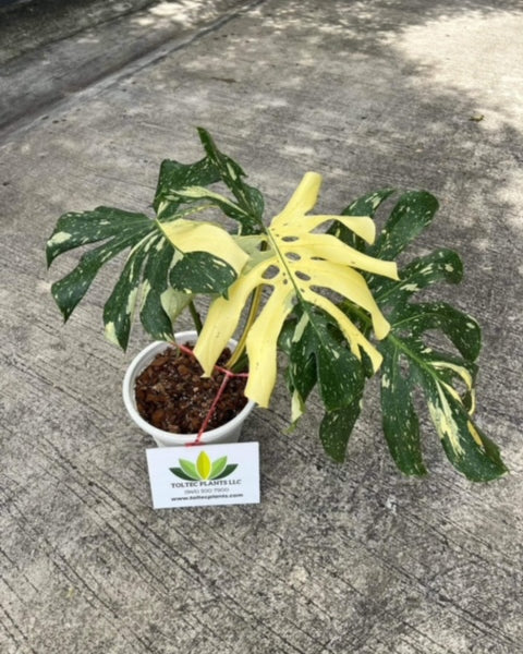 Monstera Thai Constellation - Variegated - Large Plant - Wholesale