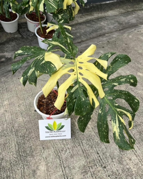 x10 Monstera Thai Constellation - Variegated - Large Plant - Wholesale